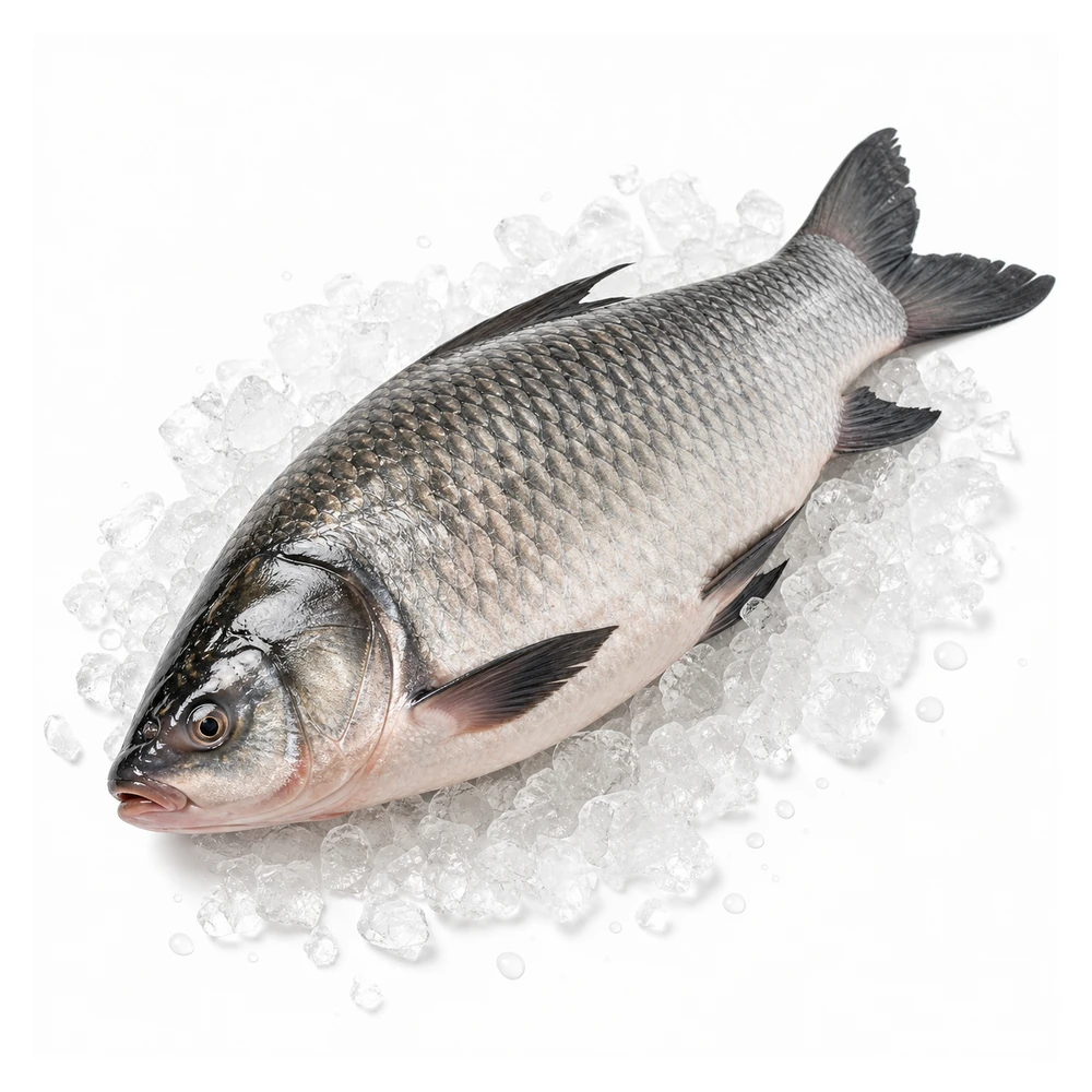 কাতলা মাছ (Katla Fish) – বড় আকৃতির দেশি মাছ