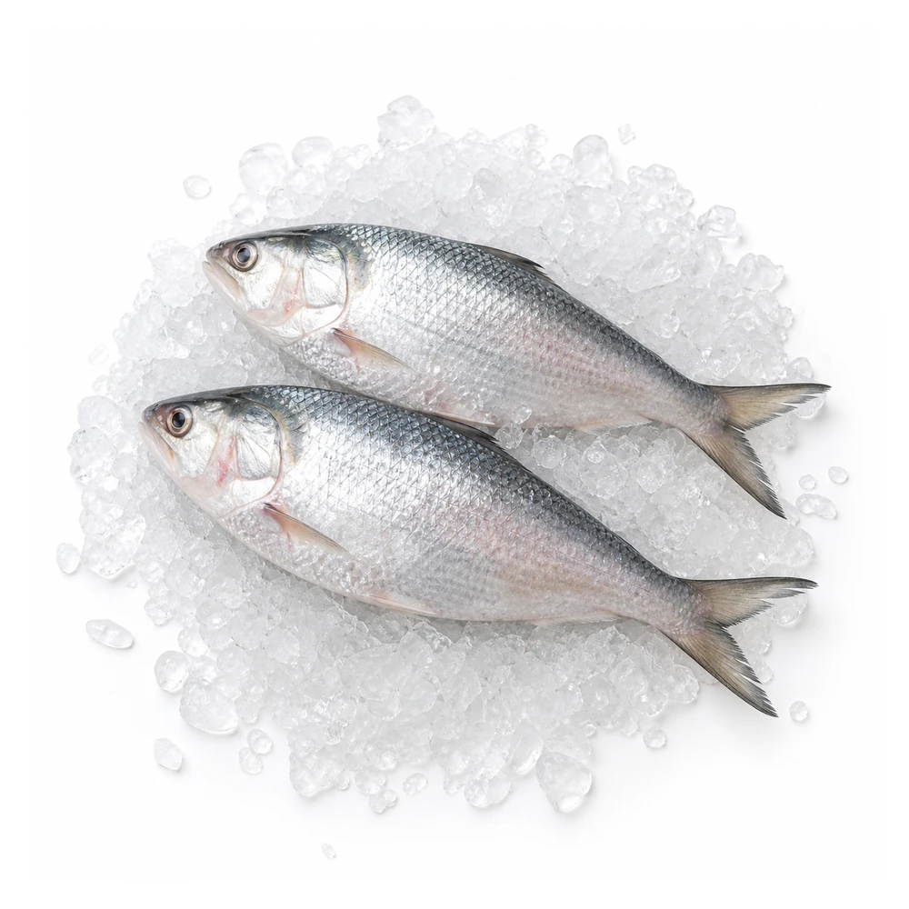 ইলিশ মাছ (Hilsha Fish) – পদ্মা নদীর আসল ইলিশ